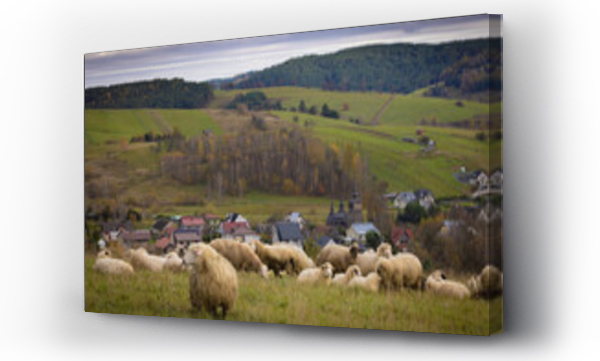 Wizualizacja Obrazu : #706866964 Owce i cerkiew w Szczawniku jesieni?. Widok na zwierz?ta i okolic?.