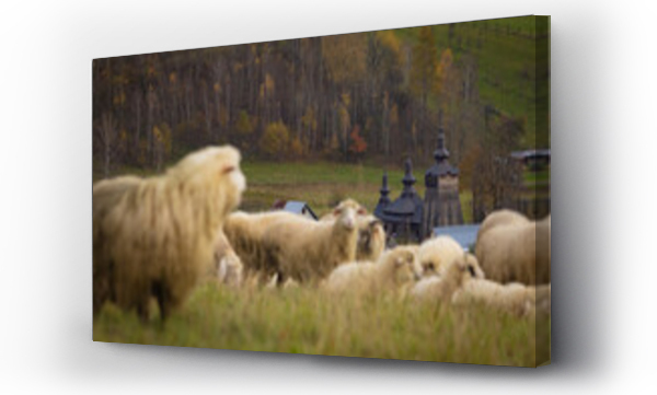Wizualizacja Obrazu : #706867004 Owce i cerkiew w Szczawniku jesieni?. Widok na zwierz?ta i okolic?.