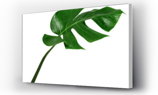 Wizualizacja Obrazu : #708598406 leaf monstera isolate , Green leaves pattern