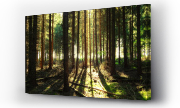 Wizualizacja Obrazu : #70940092 pine tree background with sunlight