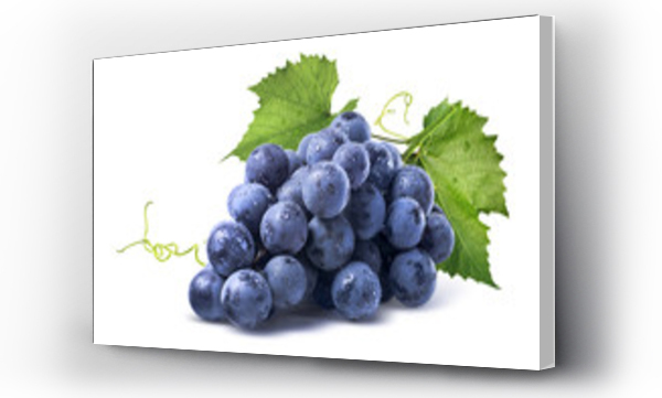 Niebieski mokry kiść winogron izolowane na białym tle