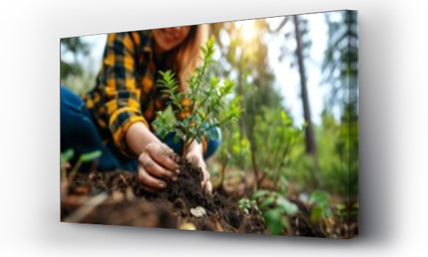 Wizualizacja Obrazu : #710916577 Young woman planting sapling in soil, connection with nature