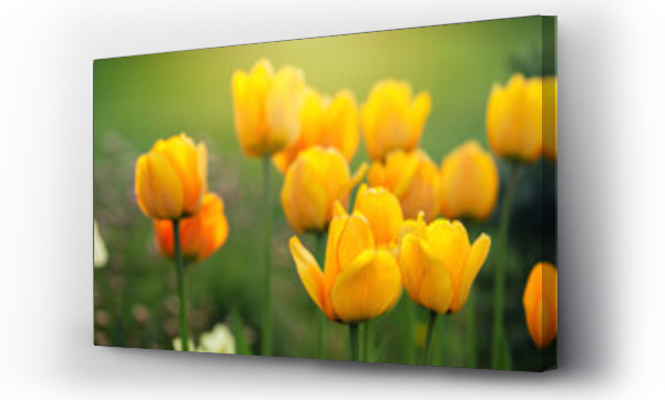 Wizualizacja Obrazu : #710926229 Wiosenne kwiaty w ogrodzie, uj?cie z bliska, rozmyte t?o