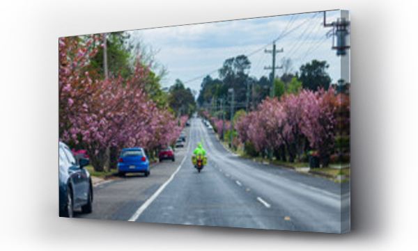 Wizualizacja Obrazu : #711427213 Pink spring trees lining suburban street with postie on bike delivering mail