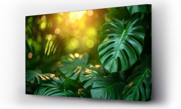Wizualizacja Obrazu : #711631980 Exotic tropical background with palm leaves of green monstera under sunlight.