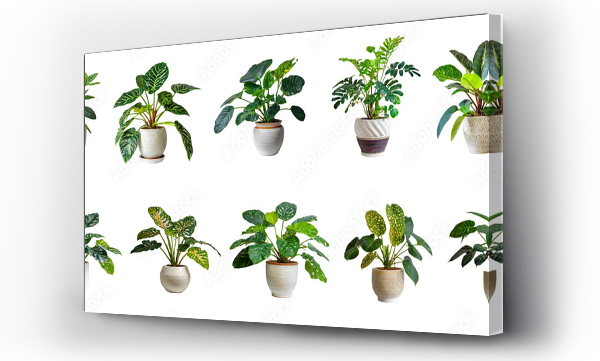 Wizualizacja Obrazu : #711825698 Collection of various exotic houseplants displayed in ceramic pots with transparent background.