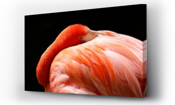 flamingi
