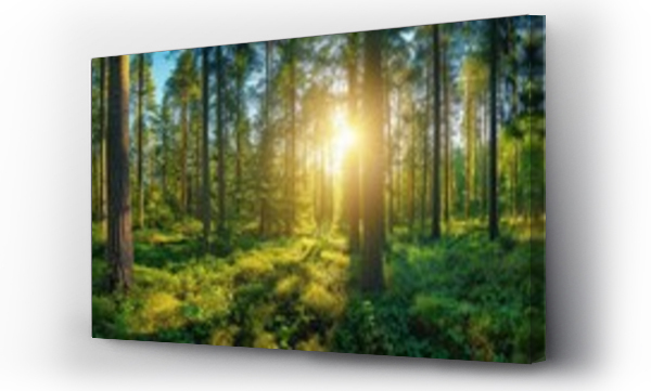Wizualizacja Obrazu : #712915955 Beautiful forest panorama with bright sun shining through the trees