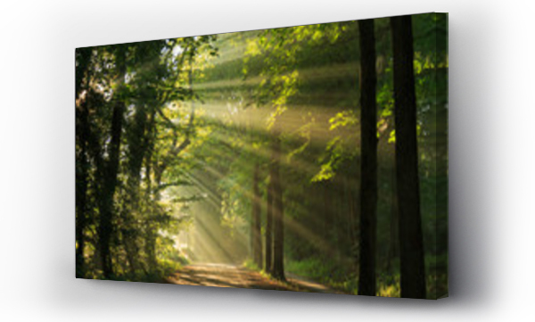 Wizualizacja Obrazu : #71351198 Promienie słońca prześwitujące przez drzewa w lesie.