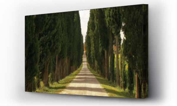 drzewo, Oliwki, pejzaż, toskania, winogrona, włochy drzewa