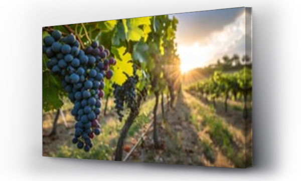 Wizualizacja Obrazu : #714343058 Cluster of Grapes Dangling From Vine on a Bright Sunny Day