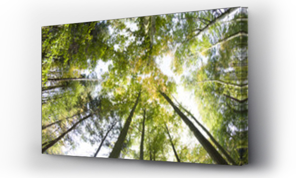 drzewa, drzewo, Liście