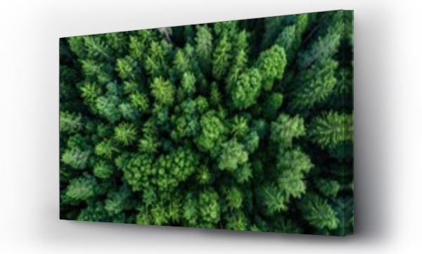 Wizualizacja Obrazu : #716159525 aerial view background forest of trees