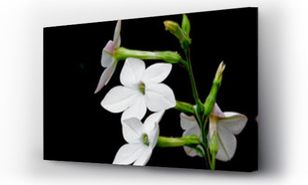 białe kwiaty, Kwiaty