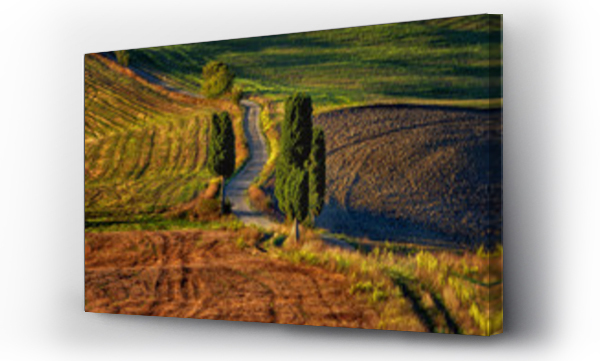 drzewo, toscania, toskania, włochy drzewa