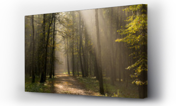 drzewo, las, pejzaż, zamglony las