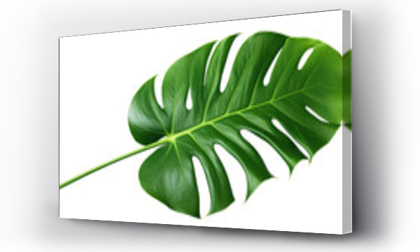 Wizualizacja Obrazu : #721152880 Vibrant green monstera leaf, cut out
