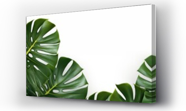 Wizualizacja Obrazu : #721724957 Monstera tropical leaves framing white background