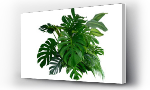 Wizualizacja Obrazu : #722282341 Tropical leaves of Asia isolated on transparent background .( monstera, palm, coconut leaf, fern, palm leaf,bananaleaf) PNG