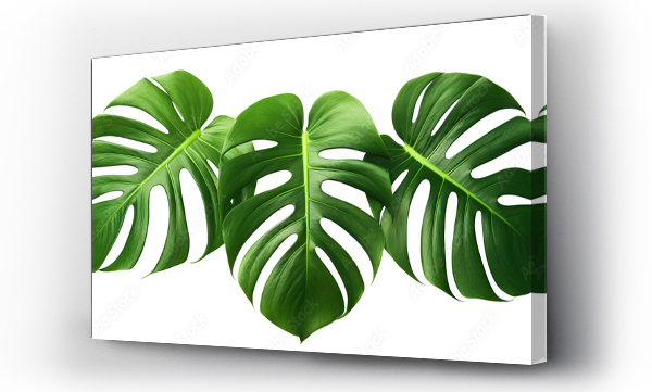 Wizualizacja Obrazu : #726191247 Tropical monstera leaves, cut out