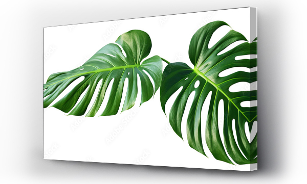 Wizualizacja Obrazu : #726191329 Tropical monstera leaves, cut out
