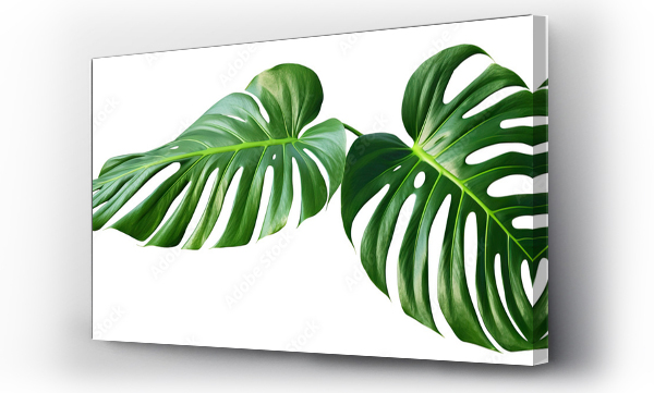 monstera