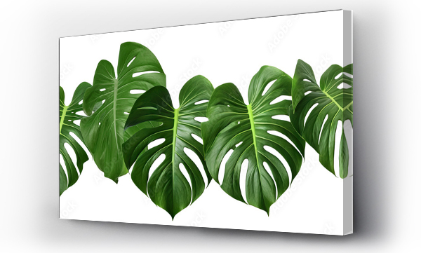 Wizualizacja Obrazu : #727703877 Tropical monstera leaves, cut out