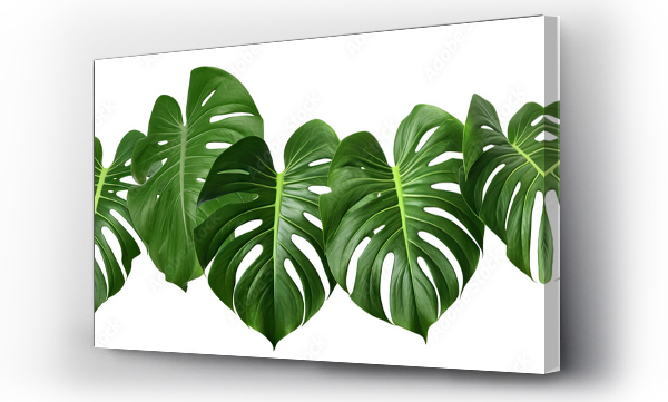 monstera