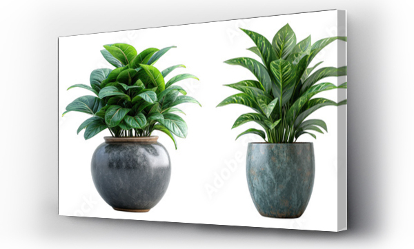 Wizualizacja Obrazu : #727789123 Tropical house plant in modern pot or vase isolated on transparent background generative ai