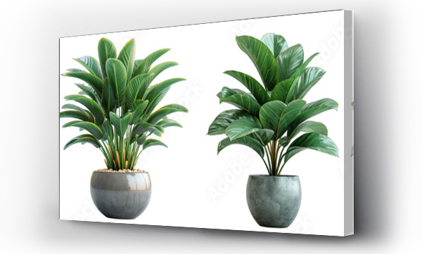 Wizualizacja Obrazu : #727789222 Tropical house plant in modern pot or vase isolated on transparent background generative ai