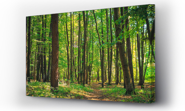 Wizualizacja Obrazu : #72816370 Panorama zielonego, letniego lasu