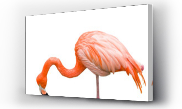 Wizualizacja Obrazu : #72962633 Close up of pink flamingo bird isolated on white