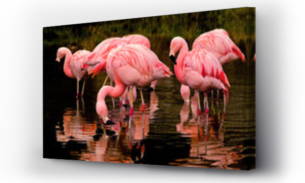 Chilijskie flamingi odbijające się w wodzie