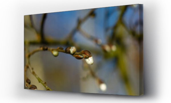 Wizualizacja Obrazu : #739446554 Wczesna wiosna drzewo wypuszcza p?ki bazie