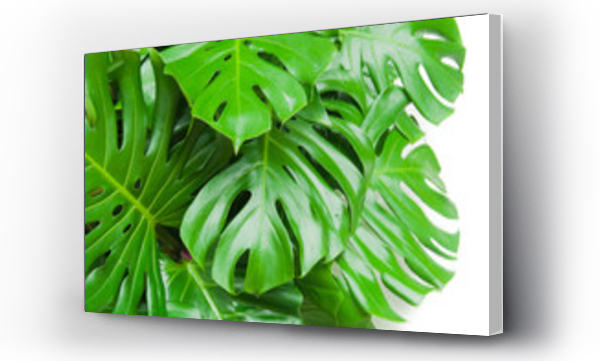Wizualizacja Obrazu : #74873069 Philodendron monstera obliqua, green leaf background
