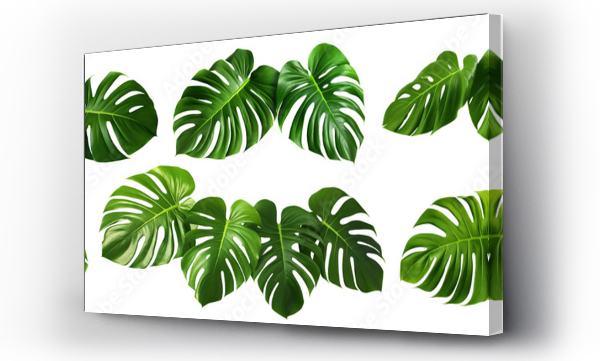 Wizualizacja Obrazu : #748892012 Set of green monstera leaves, cut out