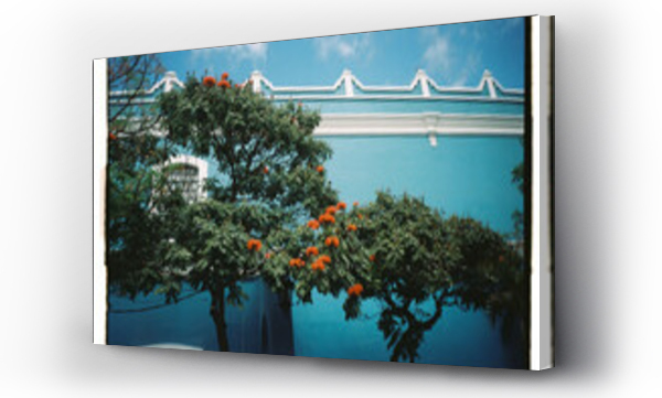 Wizualizacja Obrazu : #751111655 Film street with mexican wall and Royal Poinciana Tree