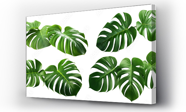 monstera