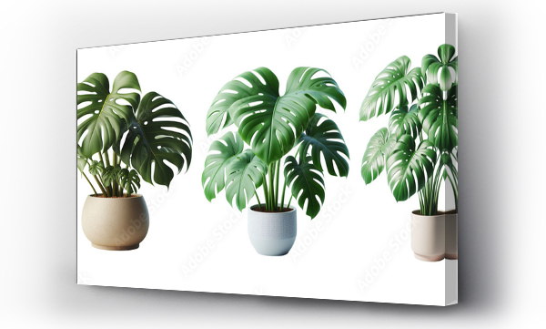 monstera