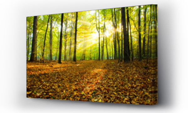 Wizualizacja Obrazu : #75504336 jesienny las