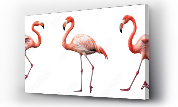 Wizualizacja Obrazu : #756677919 Collection of flamingoes isolated on transparent or white background