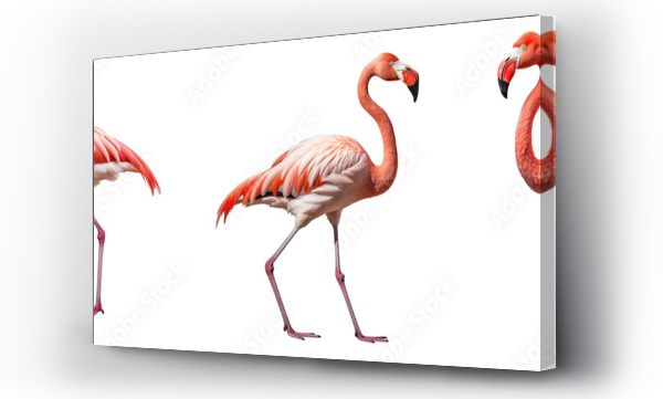 Wizualizacja Obrazu : #757474892 Collection of flamingoes isolated on transparent or white background