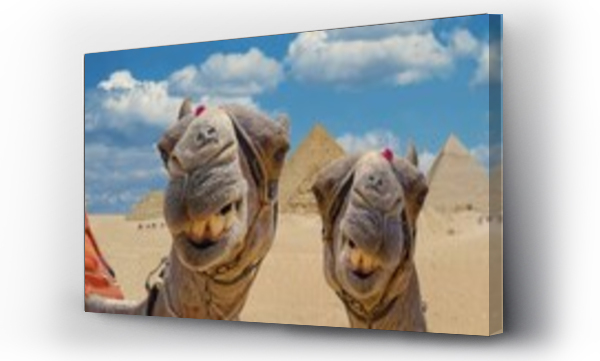 Wizualizacja Obrazu : #757616218 Camels in front of the pyramids of Giza, Giza, Cairo, Egypt, Africa