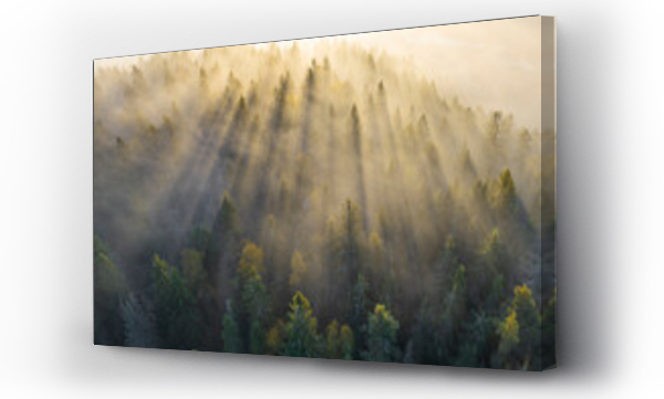 Wizualizacja Obrazu : #763258897 Aerial view of misty forest at sunrise, Karelia, Russia.
