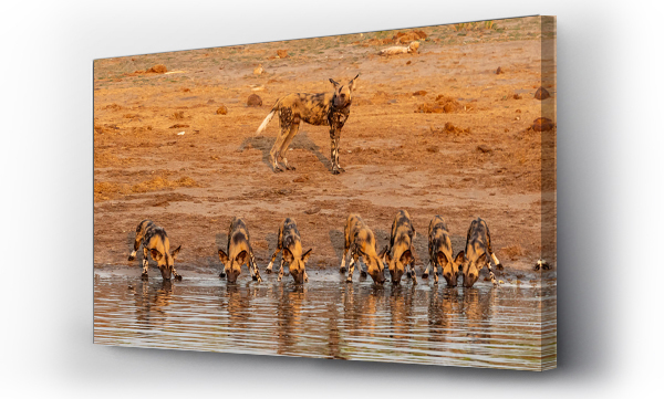 Wizualizacja Obrazu : #766695175 African Wild Dogs around a waterhole in Botswana, Africa