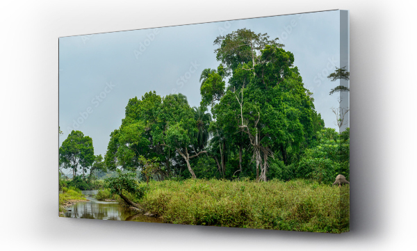 Wizualizacja Obrazu : #766845868 African forest elephant (Loxodonta cyclotis) and the Lekoli River. Odzala-Kokoua National Park. Cuvette-Ouest Region. Republic of the Congo
