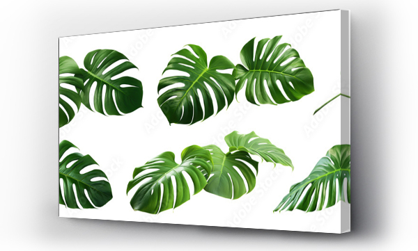 monstera