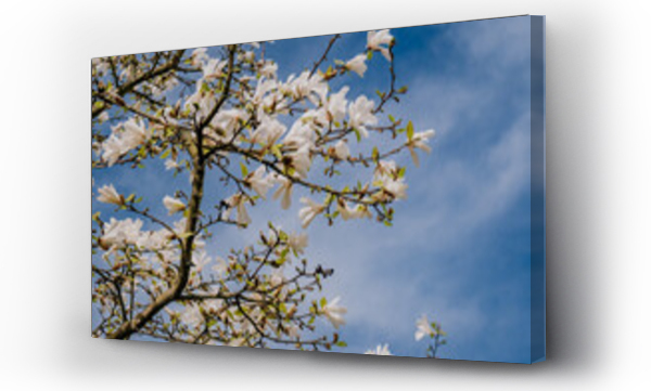 Wizualizacja Obrazu : #773460024 Kwitn?ca bia?a magnolia