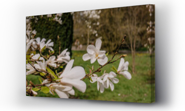 Wizualizacja Obrazu : #773460025 Kwitn?ca bia?a magnolia