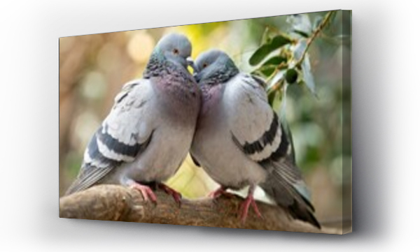 Wizualizacja Obrazu : #774944198 Zakochana para go??bi na ga??zi